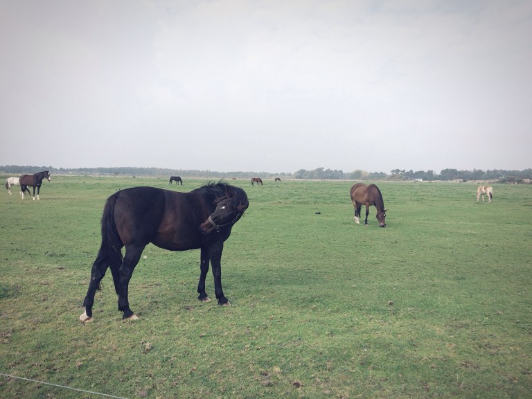 sabrina-lamberth-cocca_romo4_DK